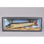 Esox lucius, Taxidermy, a cased taxidermy Northern pike, case 71cm in length