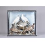 Lagopus muta, Taxidermy, Five ptarmigan, 2 male and 3 female in various seasonal plumage, arranged