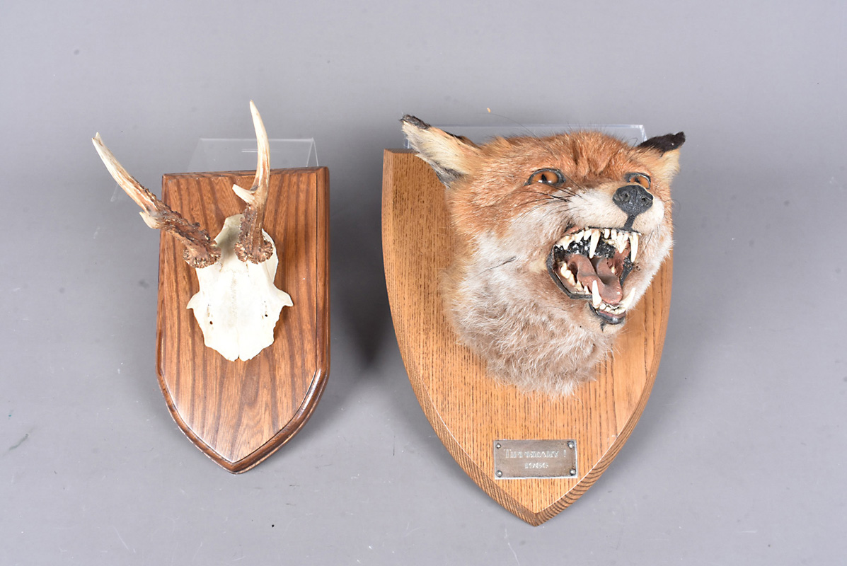 Vulpe vulpes and Muntiacus reevesi, Taxidermy, a wall mounted head of a fox, with white metal plaque