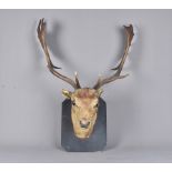 Dama dama, Taxidermy, A large wall mounted male Fallow Deer head, with sizeable antlers, mounted