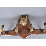 Cervus elaphus, Taxidermy, A wall mounted Red Deer coat rack, having a taxidermy head of a red deer,