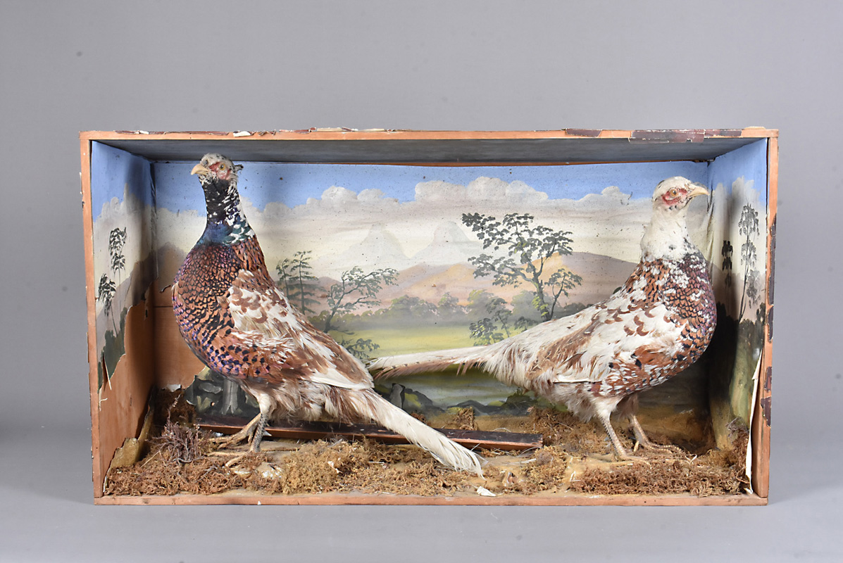 Phasianus colchicus, Taxidermy, Two male Common Pheasant with white/Leucistic colouration, within