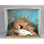 Vulpes vulpes, Gallus gallus and Sciurus vulgaris, Taxidermy, A fox capturing a white chicken (