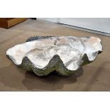 Tridacna, Mollusca, Giant clam, half shell, unknown location of discover, approxmately 74.5cm x 54.