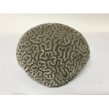A Fragment of an old brain Coral 16cmx18cm approximately.