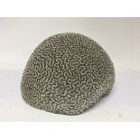 A large and complete brain Coral. Diameter approxi