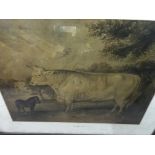 The Edenhall Ox Lithograph framed and glazed 58 x