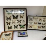 A collection of framed butterflies from South Amer