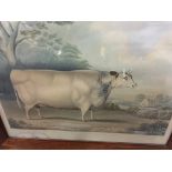 The Harbertoft Heifer 1841 framed and glazed Hunt