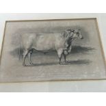 Six framed 19 th century cattle prints 20 cm x 12