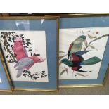 Four prints of parrots and cockatoos in gold gilt frames. Signed by the artist Robin Hill.