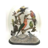 Taxidermy. A Victorian display of birds under a gl