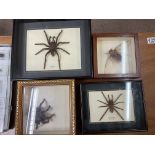 A collection of taxidermy spiders, Hawk moth and 2 cases of preserved insects.