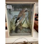 A cased taxidermy Jay