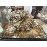 Taxidermy interest - possibly an Athena owl with a