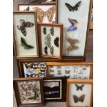 A large collection of cased butterfly and moths displays