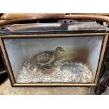 Taxidermy interest - a cased early 20thC American woodcock 40 x 26 x 17cm together with a cased barn
