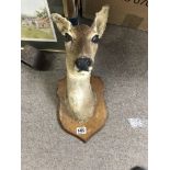 Taxidermy interest deer head on oak shield.