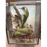 Taxidermy interest. 2 European green woodpeckers m