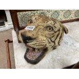 Taxidermy interest - A Bengal tigers head with glass eyes, early 20th century. Unmounted.