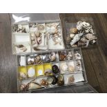 An assortment of decorative exotic sea shells. No