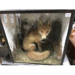 Taxidermy interest - a common red fox, sitting in