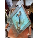 Taxidermy interest - a common kingfisher diarama. 68 x 48 x 22cm.