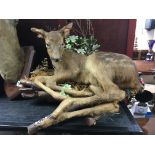 Taxidermy interest - a young fallow deer lying upo