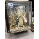 Taxidermy - 2 cased weasels in character pose.