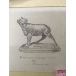 A framed pencil sketch bronze Marino Ram by I j Bonheur . 16 by 15 cm .