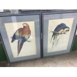 A pair of large framed pictures of parrots, no res