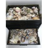 A flight of four drawers containing a collection of seashells.