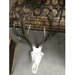A large pair of red deer antlers, approx height 120cm.
