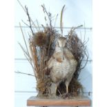 Taxidermy study of a woodcock in naturalistic setting, on wooden base,18cm tall