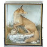 Edwardian taxidermy study of a fox with partridge in glazed case, vendor advises the taxidermist was