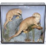 Taxidermy study of two otters in naturalistic setting in glazed case, vendor advises the taxidermist
