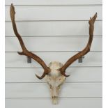 Taxidermy Fallow Deer skull and antler mount, W50cm