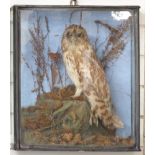 A 19th/early 20thC taxidermy study of a Short Eared Owl in naturalistic setting, in glazed case, W41