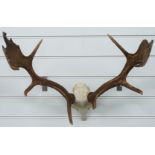 Taxidermy Fallow Deer skull and antler mount, W61cm