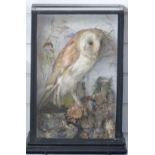 A 19th/early 20thC taxidermy study of a Barn Owl in naturalistic setting, in glazed case, W29 x
