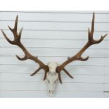 Taxidermy Red Deer skull and antler mount, H105, W97cm