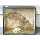 Victorian taxidermy study of a Buzzard in glazed case, W48 x D19 x H40cm. Shot on the Sydenham