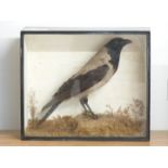 Victorian taxidermy study of a Hooded Crow in glazed case, W47 x D19 x H40cm. Shot on the Sydenham
