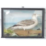 Taxidermy study of a juvenile black back gull in glazed case, W53 x D21 x H37cm