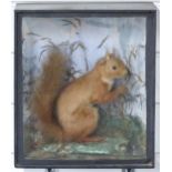 Taxidermy study of a red squirrel holding a nut in a naturalistic setting, in glazed case W27 x