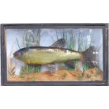 Taxidermy Tench in glazed case, W56 x D16 x H33cm