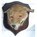 Taxidermy fox mask mounted on shield shaped wooden board with coat hook and Hays of Berkeley and