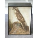 Victorian taxidermy study of an Osprey in glazed case, W46 x D21.5 x H64cm. Shot on the Sydenham