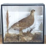 Victorian taxidermy study of a Grouse in glazed case, W43 x D19 x H40cm. Shot on the Sydenham