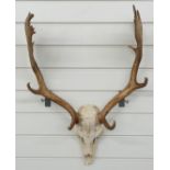 Taxidermy Fallow Deer skull and antler mount, W51cm